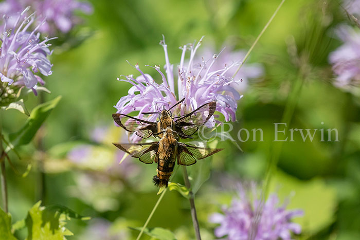 Snowberry Clearwing Moth