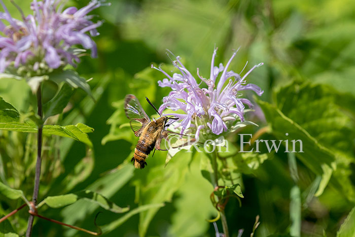 Snowberry Clearwing Moth