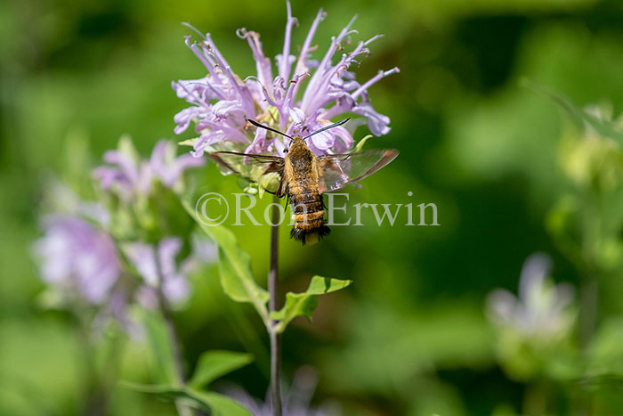 Snowberry Clearwing Moth