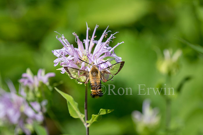 Snowberry Clearwing Moth