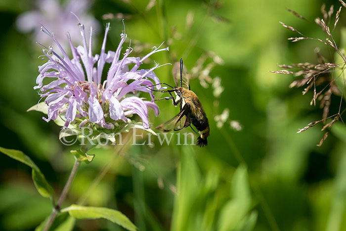 Snowberry Clearwing Moth