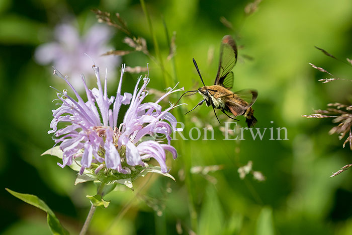 Snowberry Clearwing Moth