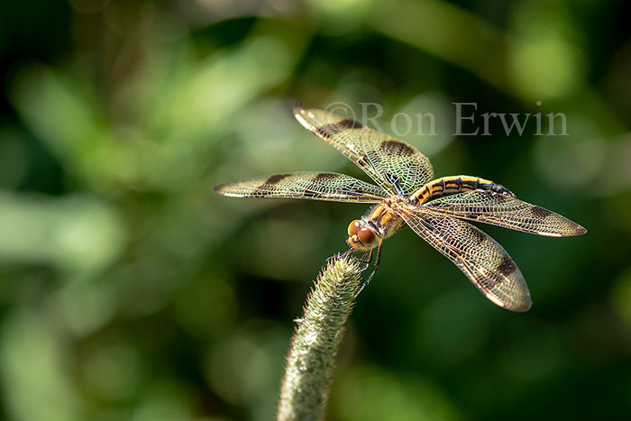 Female Halloween Pennant Dragonfly