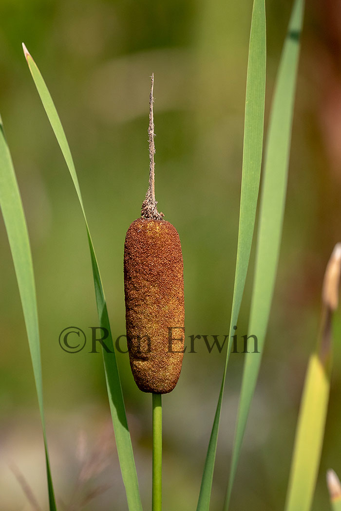 Common Cattail