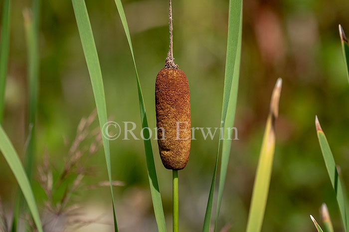 Common Cattail