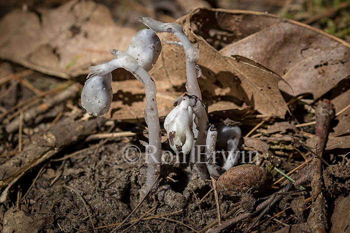 Indian Pipe