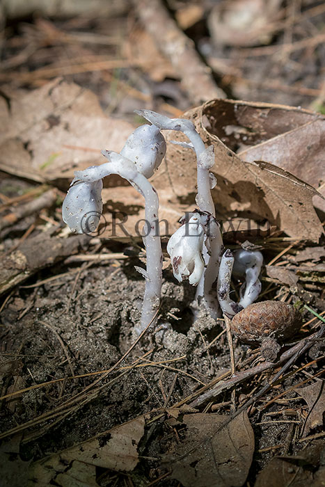 Indian Pipe