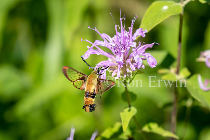 Snowberry Clearwing Moth