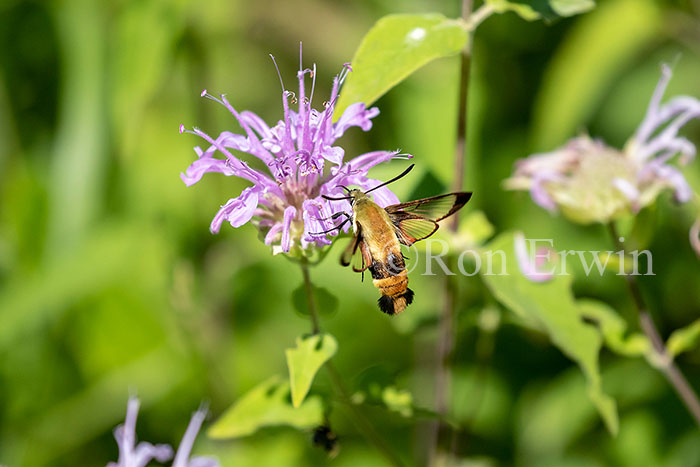 Snowberry Clearwing Moth