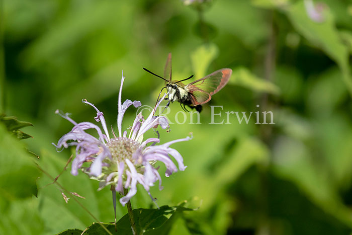 Snowberry Clearwing Moth