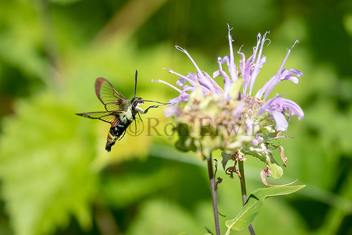Snowberry Clearwing Moth