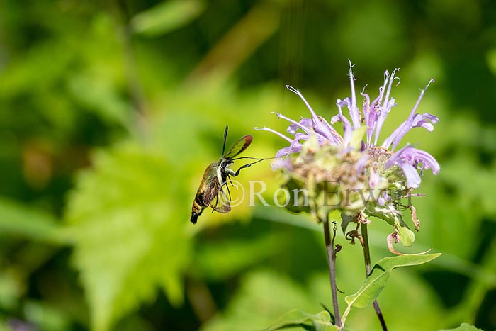 Snowberry Clearwing Moth
