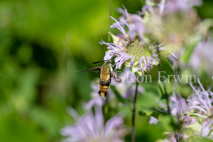 Snowberry Clearwing Moth