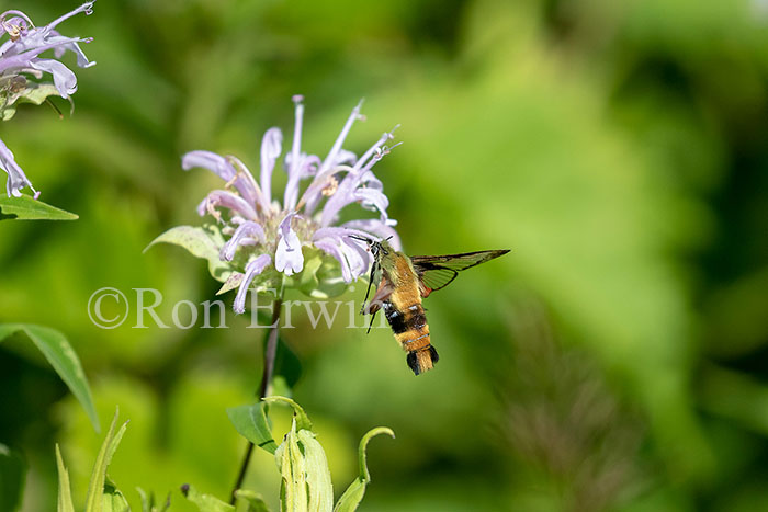 Snowberry Clearwing Moth
