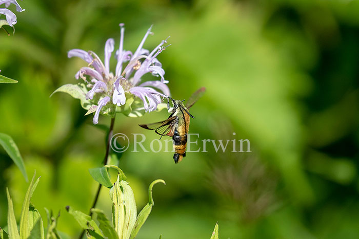 Snowberry Clearwing Moth