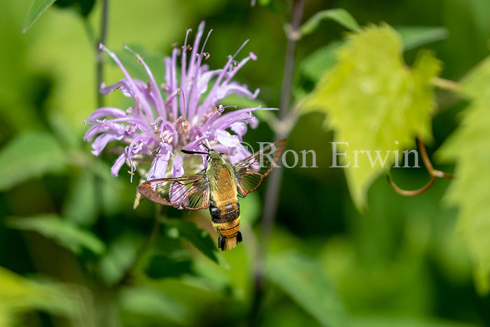 Snowberry Clearwing Moth