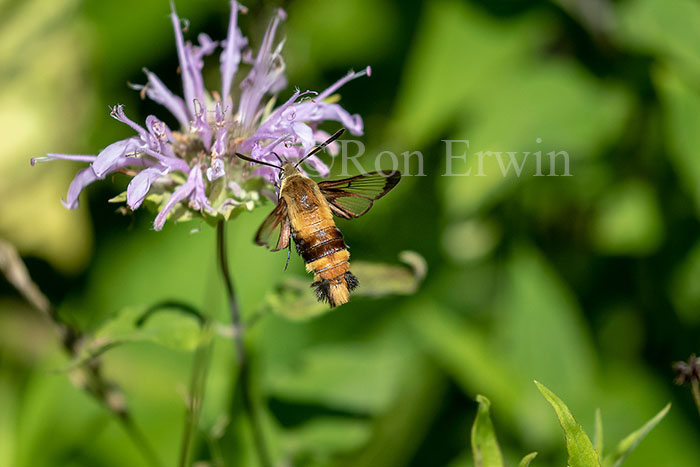 Snowberry Clearwing Moth