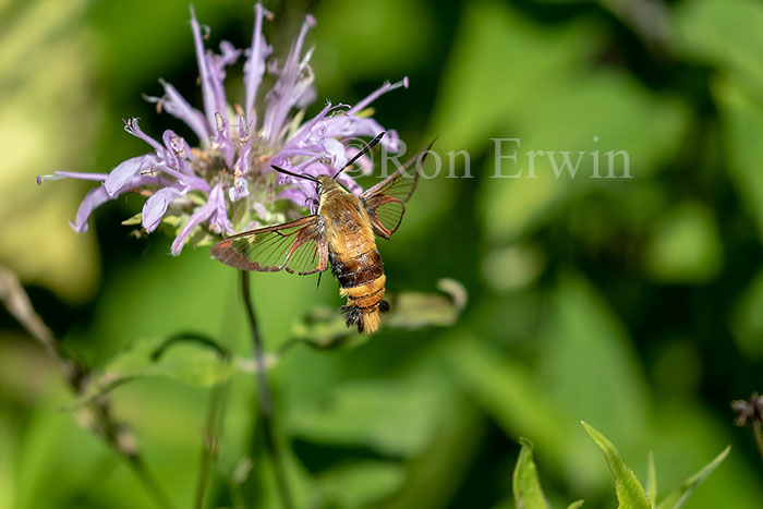 Snowberry Clearwing Moth