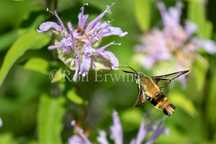 Snowberry Clearwing Moth