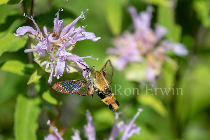Snowberry Clearwing Moth