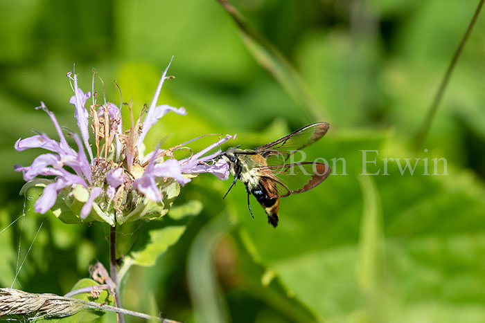 Snowberry Clearwing Moth