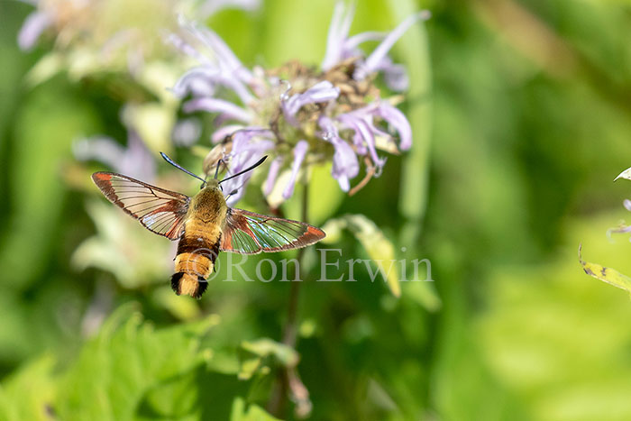 Snowberry Clearwing Moth