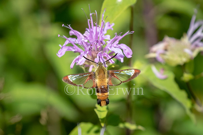 Snowberry Clearwing Moth