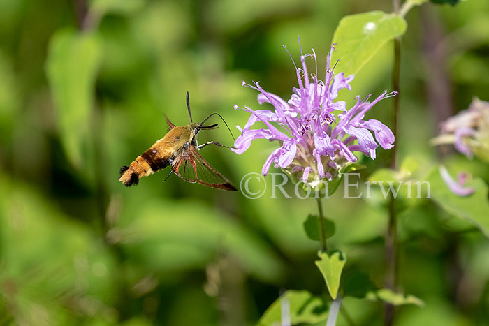 Snowberry Clearwing Moth