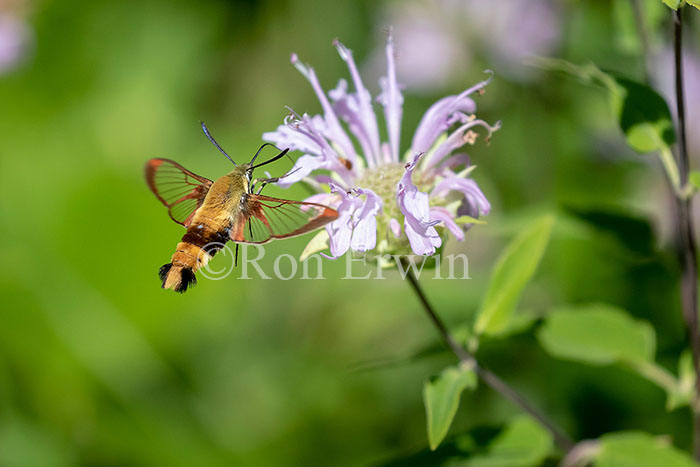 Snowberry Clearwing Moth