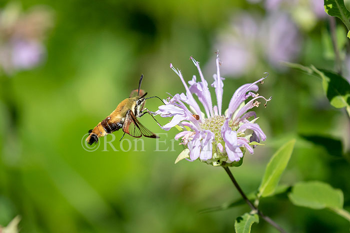 Snowberry Clearwing Moth
