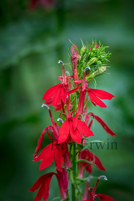 Cardinal Flower