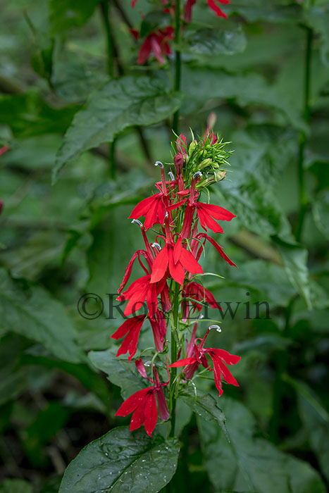 Cardinal Flower