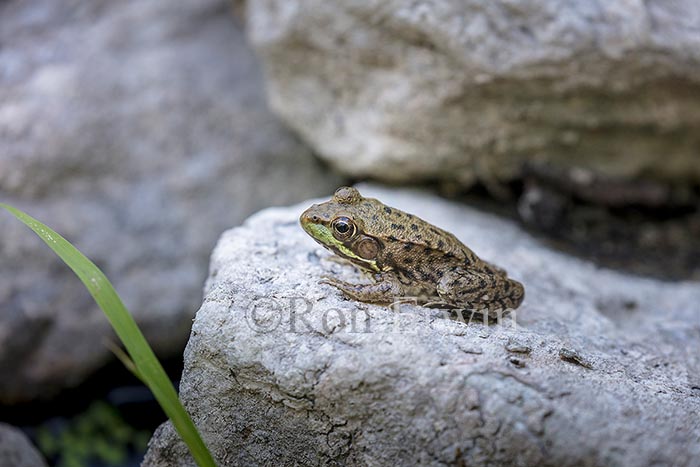 Green Frog