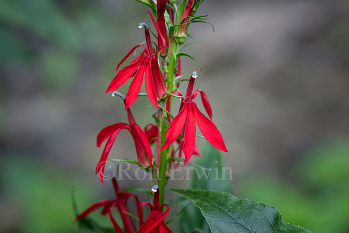 Cardinal Flower