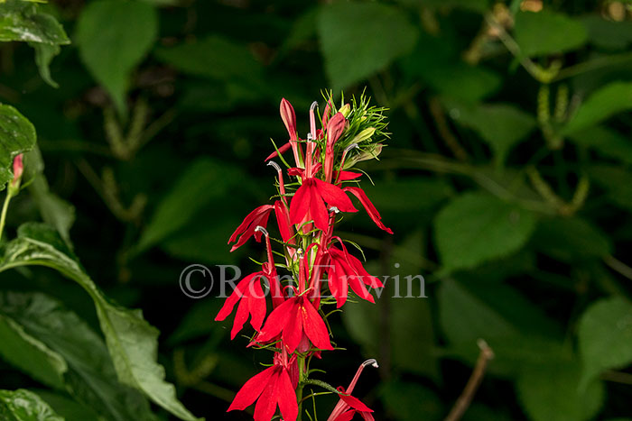 Cardinal Flower