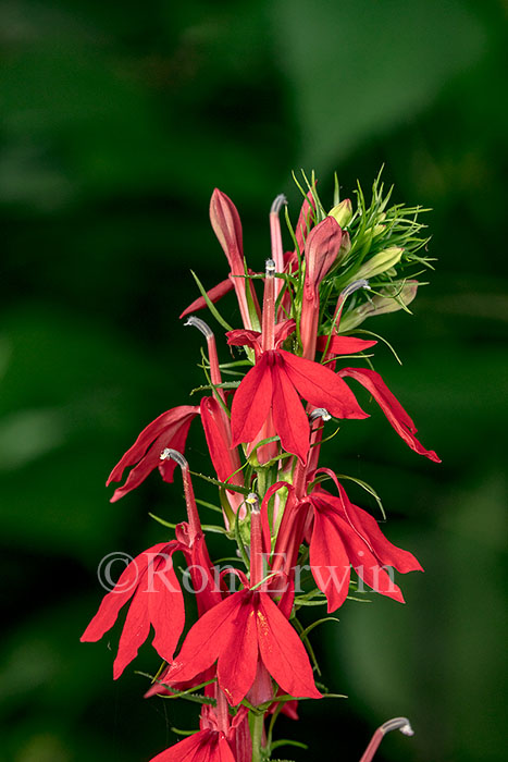 Cardinal Flower