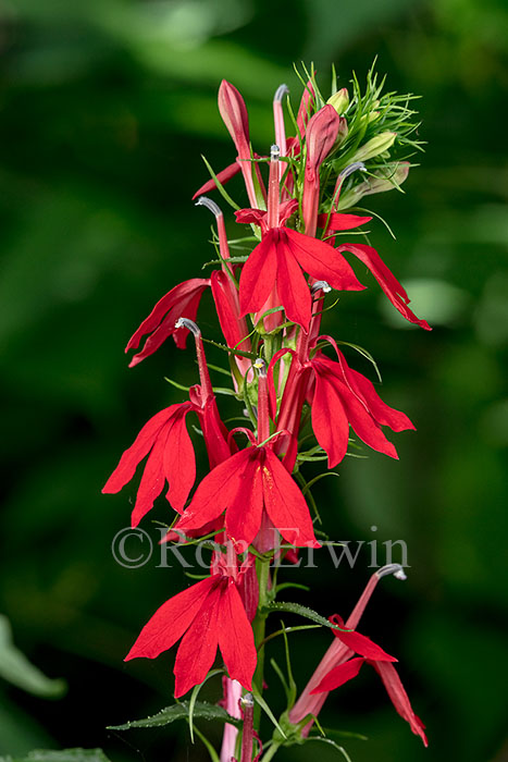 Cardinal Flower
