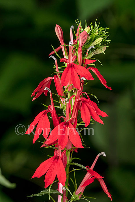Cardinal Flower