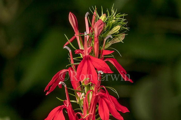 Cardinal Flower