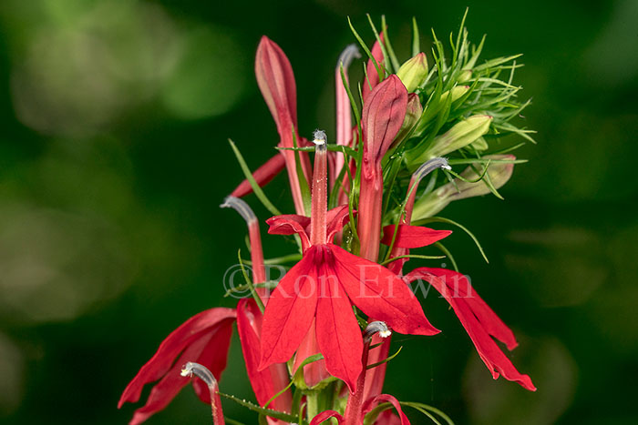 Cardinal Flower