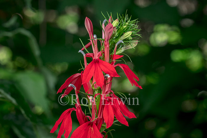 Cardinal Flower