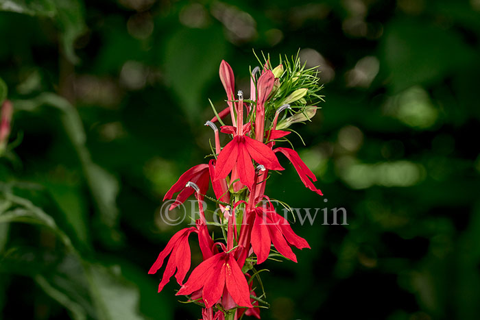 Cardinal Flower