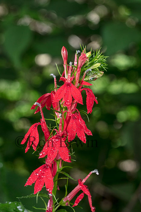 Cardinal Flower
