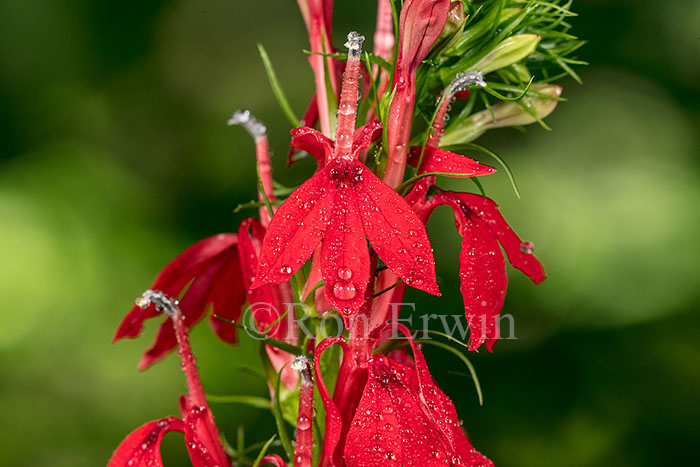 Cardinal Flower