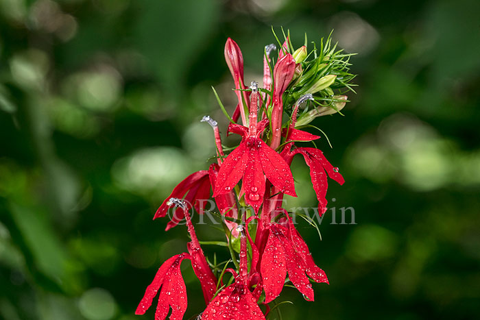 Cardinal Flower
