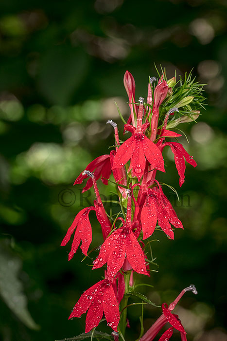 Cardinal Flower