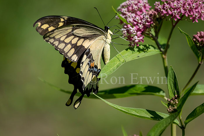 Giant Swallowtail Butterfly
