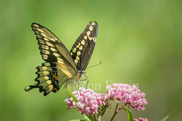 Giant Swallowtail Butterfly