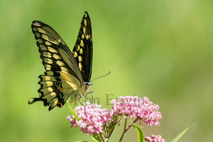 Giant Swallowtail Butterfly