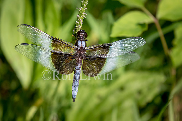 Male Widow Skimmer Dragonfly